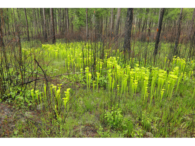 Sarracenia flava (Yellow pitcherplant) #60739