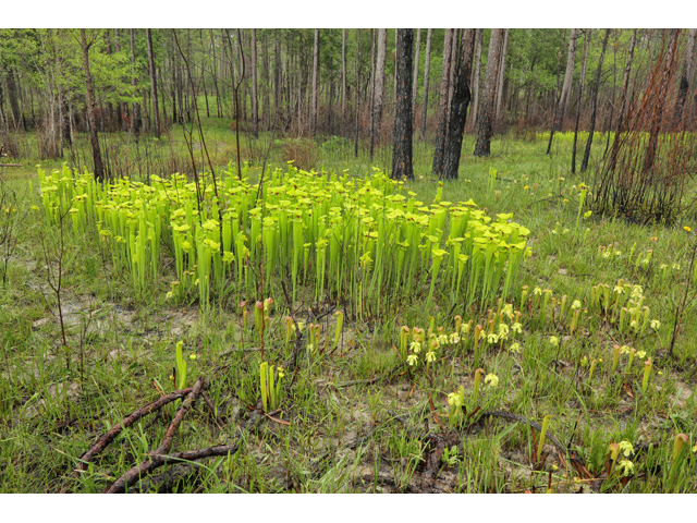 Sarracenia flava (Yellow pitcherplant) #60740
