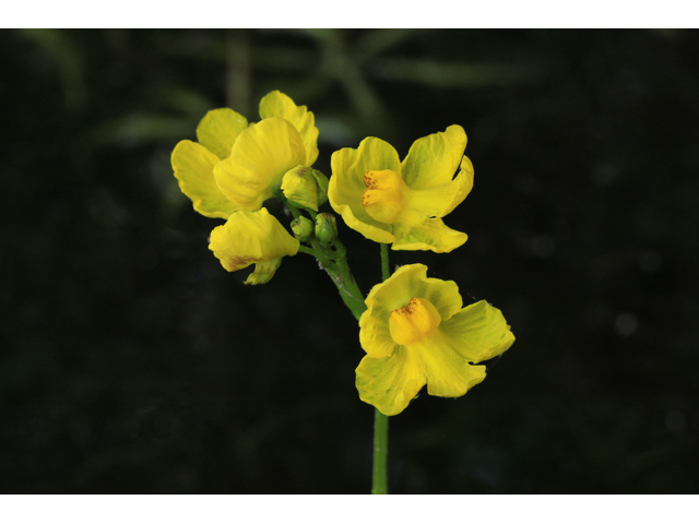 Utricularia inflata (Swollen bladderwort) #60757