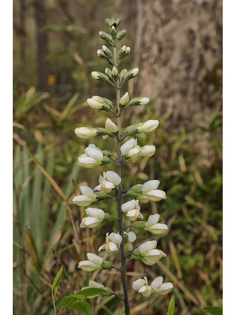 Baptisia alba (White wild indigo) #60758
