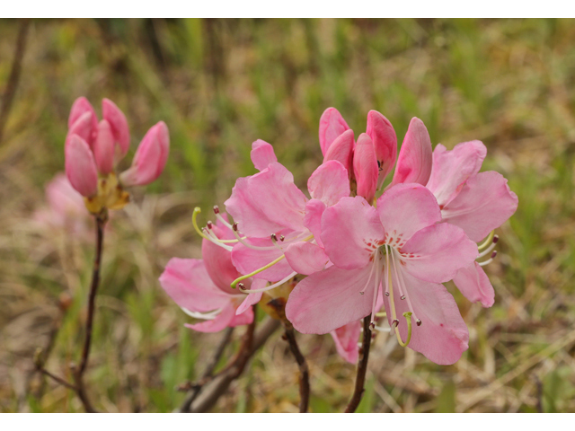 Rhododendron vaseyi (Pinkshell azalea) #60762