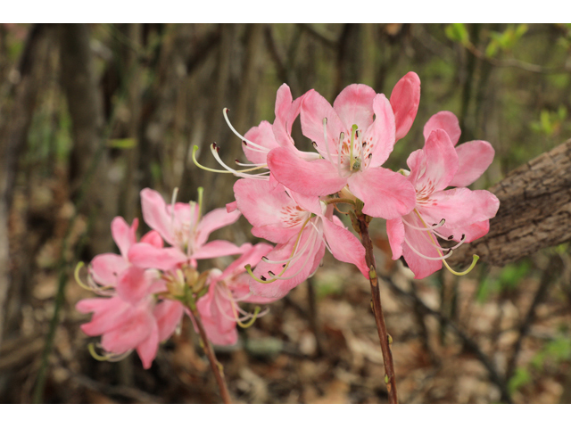 Rhododendron vaseyi (Pinkshell azalea) #60763