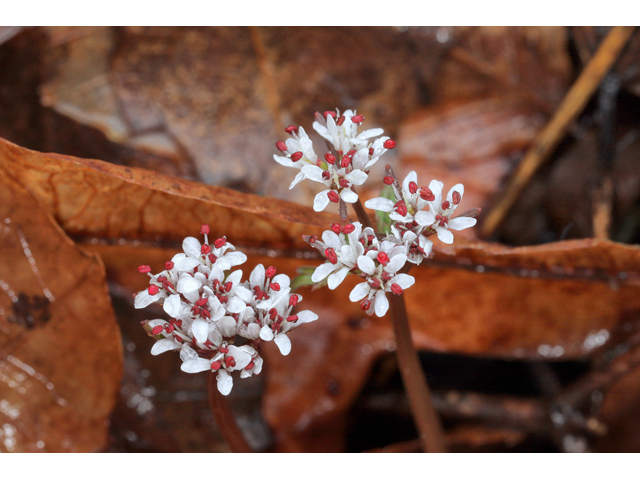 Erigenia bulbosa (Harbinger of spring) #60768