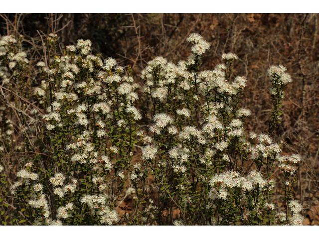 Leiophyllum buxifolium (Sandmyrtle) #60770