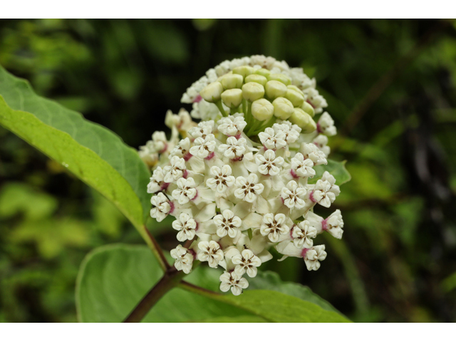 Asclepias variegata (Redring milkweed) #60772
