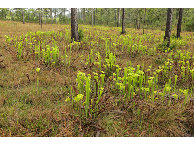 Sarracenia flava (Yellow pitcherplant) #60776