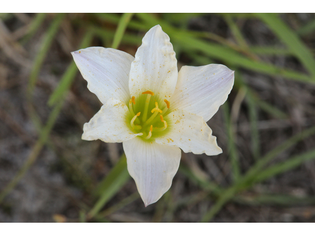 Zephyranthes simpsonii (Redmargin zephyr-lily) #60777