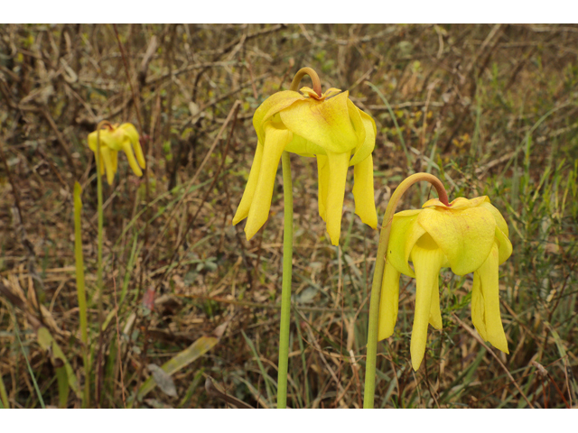 Sarracenia flava (Yellow pitcherplant) #60779