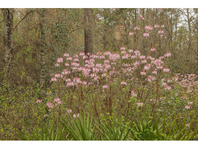 Rhododendron canescens (Mountain azalea) #60782