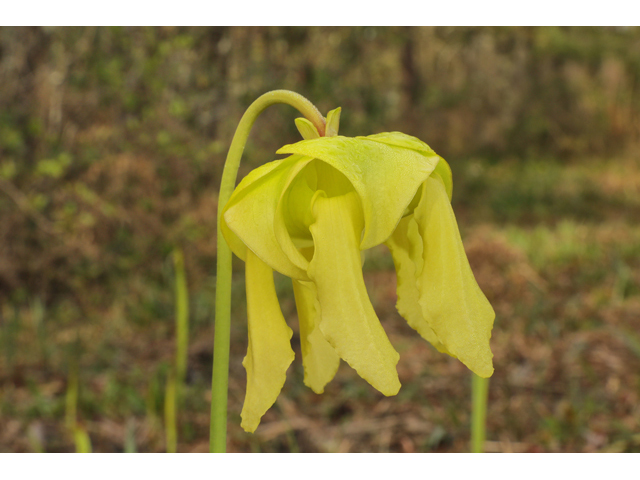 Sarracenia flava (Yellow pitcherplant) #60783