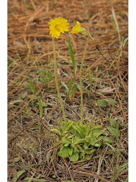 Pinguicula lutea (Yellow butterwort) #60784