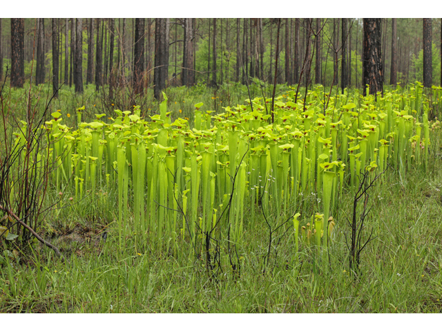 Sarracenia flava (Yellow pitcherplant) #60793