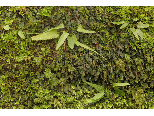Asplenium rhizophyllum (Walking fern) #60801