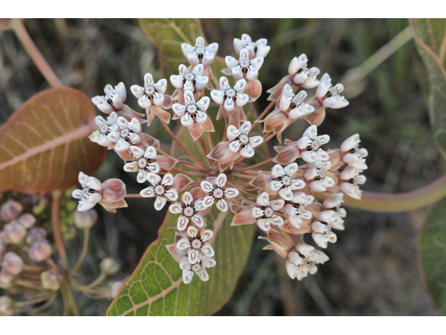 Asclepias humistrata (Pinewoods milkweed) #60813
