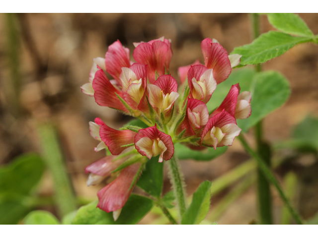Trifolium reflexum (Buffalo clover) #60851