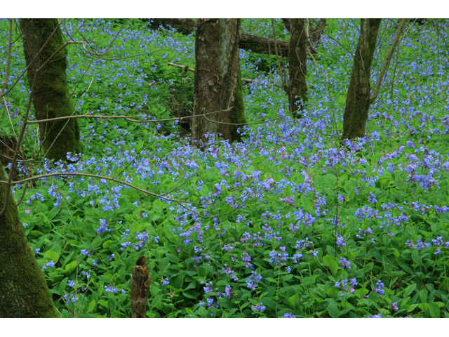 Mertensia virginica (Virginia bluebells) #61184