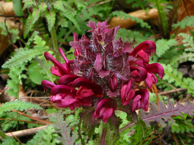Pedicularis canadensis ssp. canadensis (Canadian lousewort) #61193