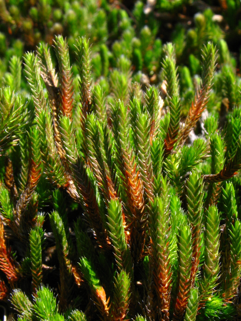 Selaginella rupestris (Rock spike-moss) #61201