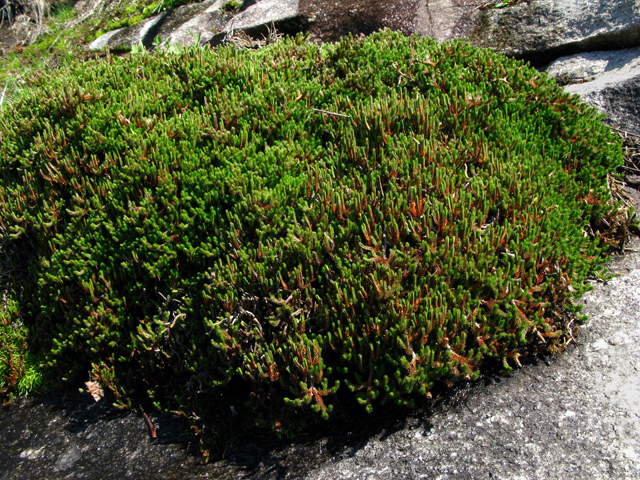 Selaginella rupestris (Rock spike-moss) #61202