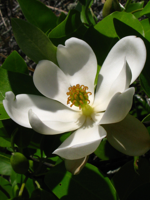 Magnolia virginiana (Sweetbay) #61204