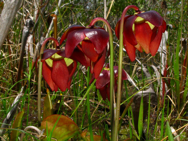 Sarracenia psittacina (Parrot pitcherplant) #61206