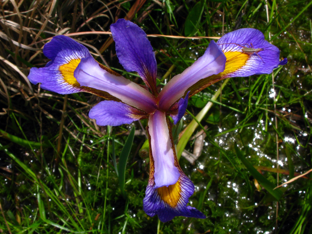 Iris virginica var. virginica (Virginia iris) #61210