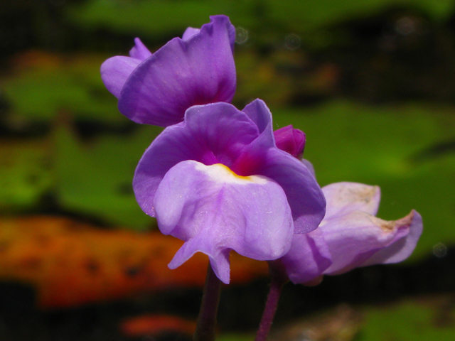 Utricularia purpurea (Eastern purple bladderwort) #61211