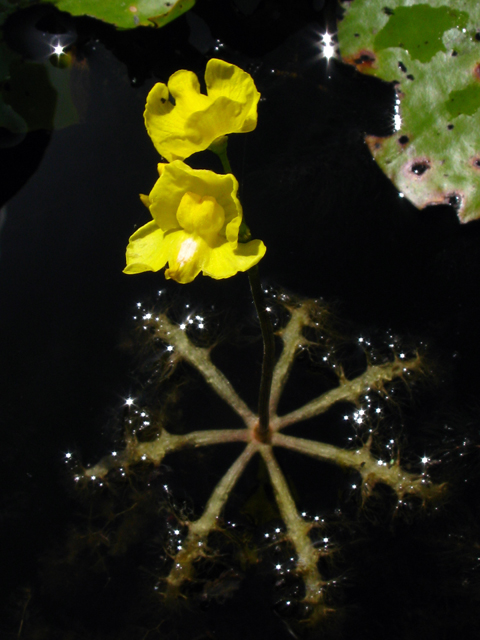 Utricularia inflata (Swollen bladderwort) #61213