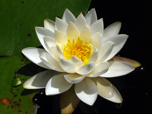 Nymphaea odorata (American white water-lily) #61215