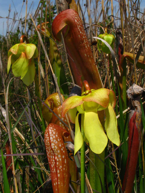 Sarracenia minor (Hooded pitcherplant) #61217