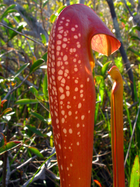 Sarracenia minor (Hooded pitcherplant) #61220