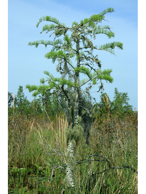 Taxodium ascendens (Pond cypress) #61226