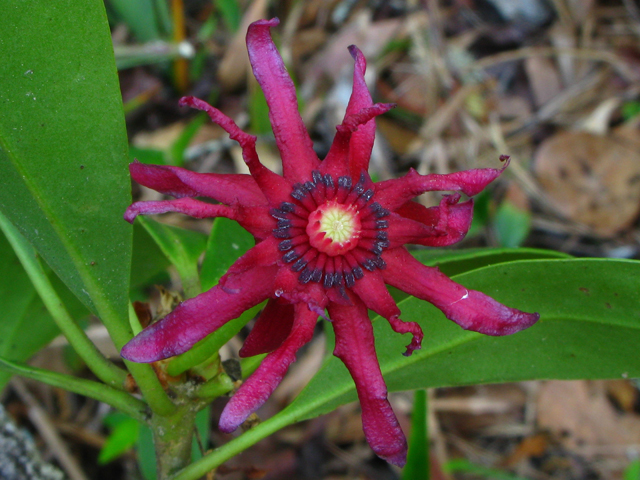 Illicium floridanum (Florida anisetree) #61230