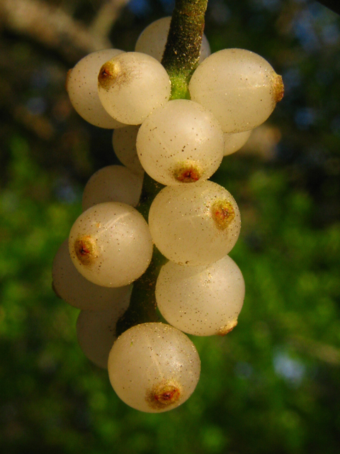 Phoradendron leucarpum (Oak mistletoe) #61242