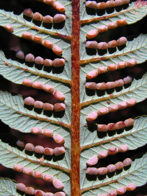 Cibotium menziesii (Hawaiian tree fern) #61270