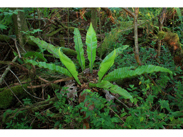 Asplenium nidus (Hawai'i birdnest fern) #61292