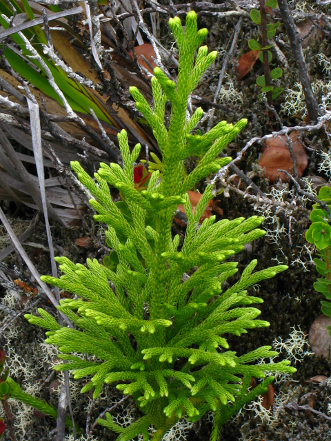Lycopodiella cernua var. cernua (Staghorn clubmoss) #61302