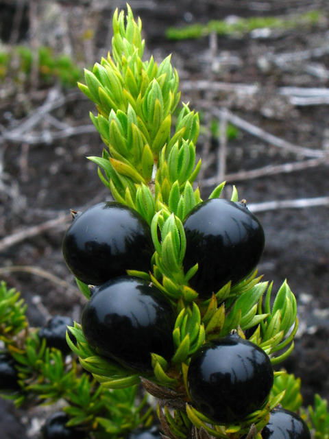 Coprosma ernodeoides (Black-fruited coprosma) #61307