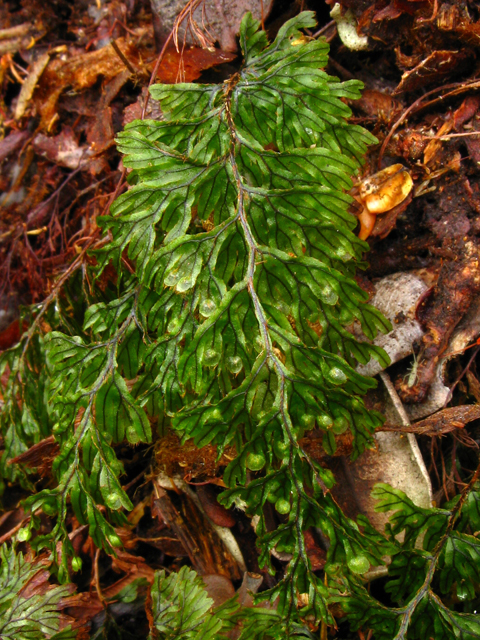 Hymenophyllum lanceolatum (Palai hinahina) #61326