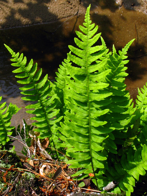 Polypodium appalachianum (Appalachian rockcap fern) #61329