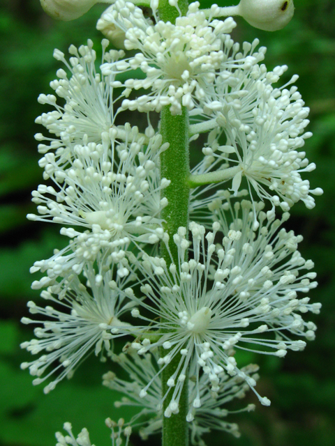 Actaea racemosa (Black baneberry) #61338