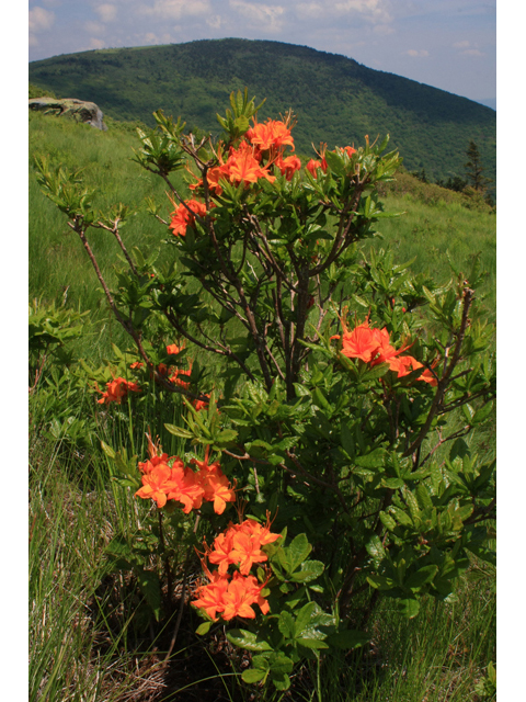 Rhododendron calendulaceum (Flame azalea) #61343