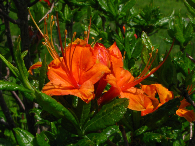 Rhododendron calendulaceum (Flame azalea) #61344
