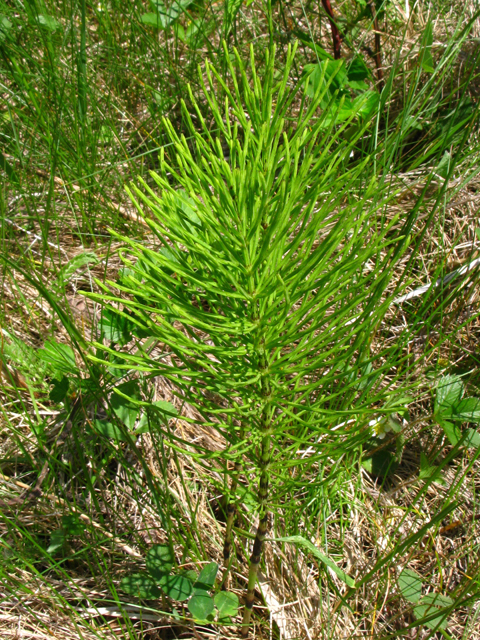 Equisetum arvense (Field horsetail) #61353