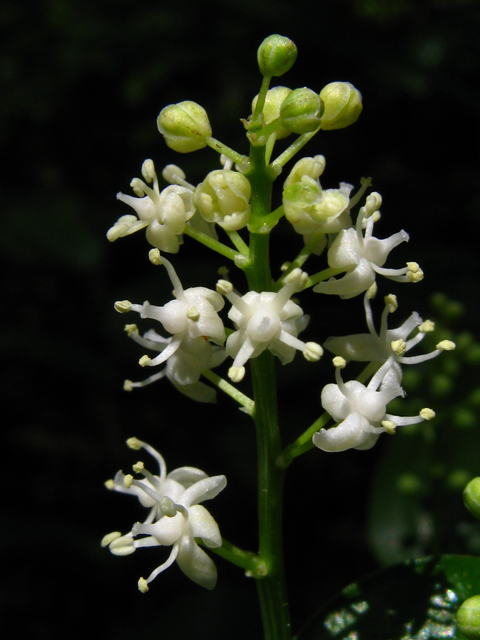 Maianthemum canadense (Canada mayflower) #61354