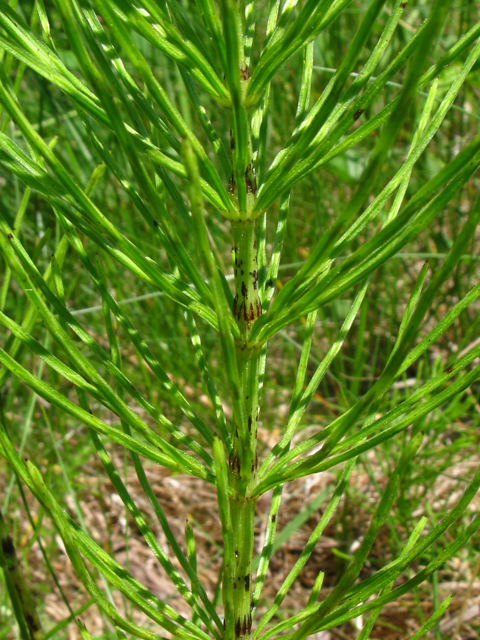 Equisetum arvense (Field horsetail) #61357