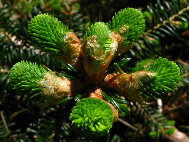 Abies fraseri (Fraser fir) #61359