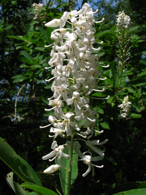 Elliottia racemosa (Georgiaplume) #61369
