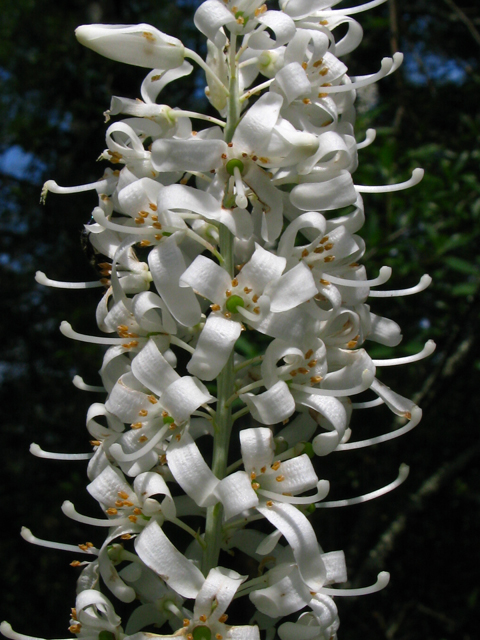 Elliottia racemosa (Georgiaplume) #61370