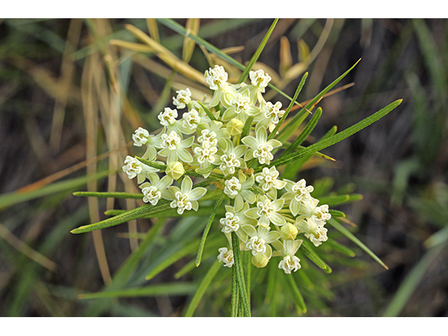 Asclepias verticillata (Whorled milkweed) #63940